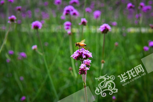花朵吸引了蜜蜂。 2026世界杯官网供图 华龙网发